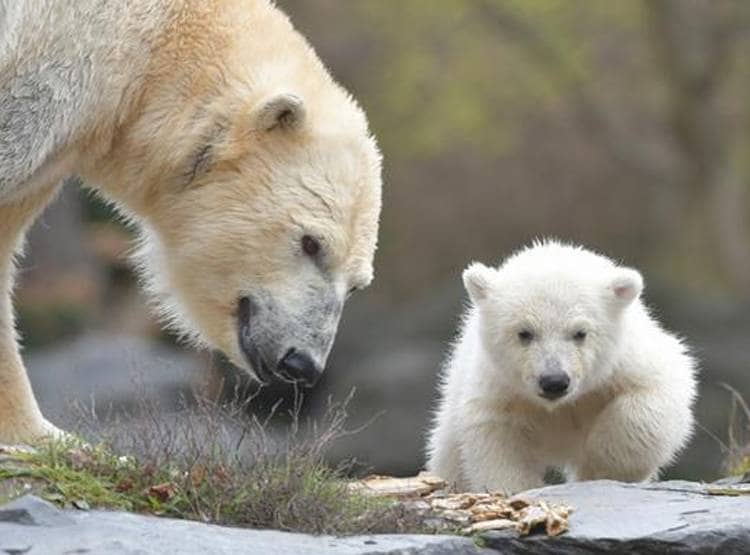 ग्लोबल वॉर्मिंग के भयानक परिणाम, अपने ही बच्चों को खा रहे पोलर बियर