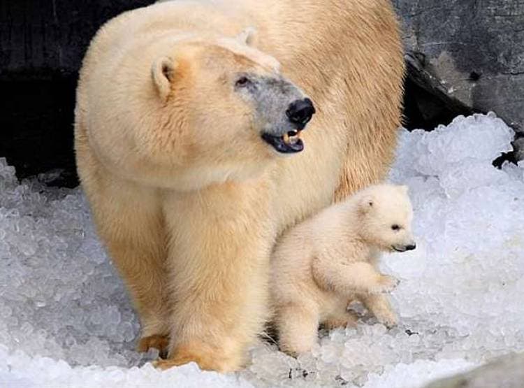 ग्लोबल वॉर्मिंग के भयानक परिणाम, अपने ही बच्चों को खा रहे पोलर बियर