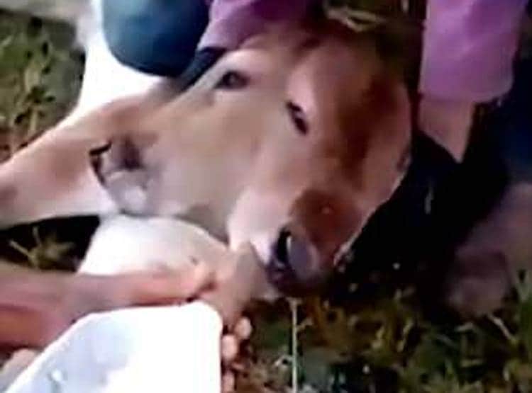 गाय ने दो मुंह के बछड़े को दिया जन्म, देखने उमड़ी लोगों की भीड़