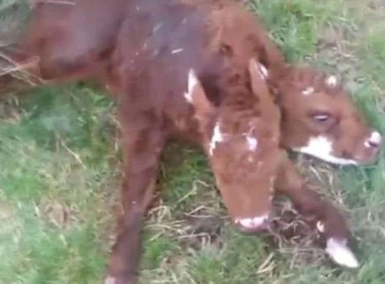 गाय ने दो मुंह के बछड़े को दिया जन्म, देखने उमड़ी लोगों की भीड़