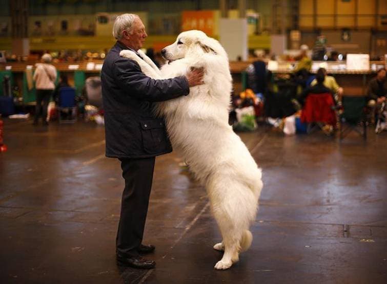 12,000 KM दूर से आकर गंगा में विसर्जित की कुत्ते की अस्थियां