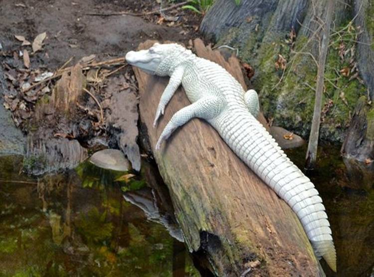 सफेद मगरमच्छ के ठाठ...हर दिन ब्रश से सफाई, खास खातिरदारी भी