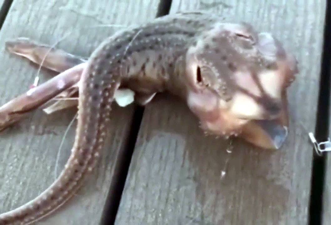 मछुआरा पकड़ रहा था मछली, निकला तीन पैर वाला 'एलियन'