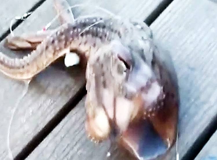 मछुआरा पकड़ रहा था मछली, निकला तीन पैर वाला 'एलियन'