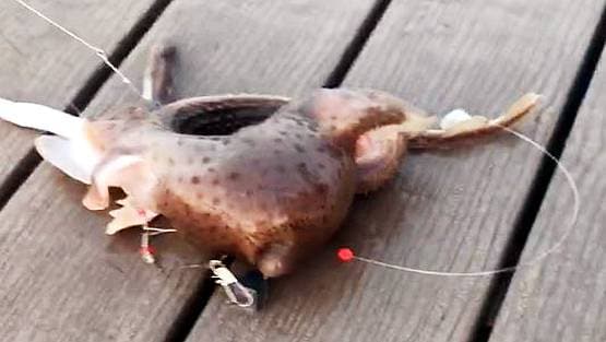 मछुआरा पकड़ रहा था मछली, निकला तीन पैर वाला 'एलियन'