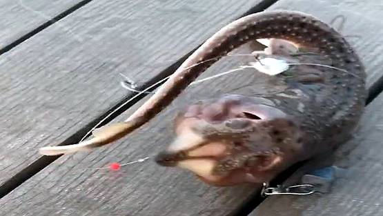 मछुआरा पकड़ रहा था मछली, निकला तीन पैर वाला 'एलियन'