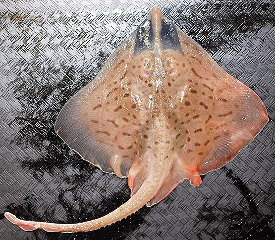 मछुआरा पकड़ रहा था मछली, निकला तीन पैर वाला 'एलियन'