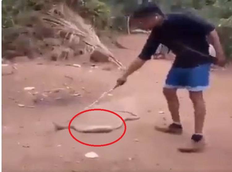 शिकार समझ कर कोबरा ने निगल ली बोतल, पड़े जान के लाले