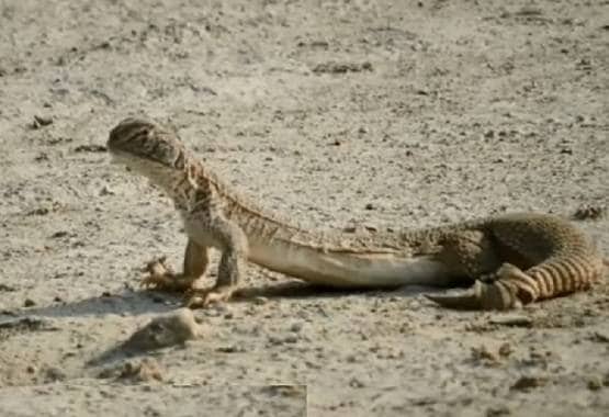 300 से ज्यादा सांडे छिपकलियों की हत्या, मर्दानगी बढ़ाता है इनका तेल