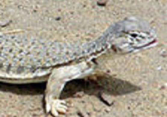 300 से ज्यादा सांडे छिपकलियों की हत्या, मर्दानगी बढ़ाता है इनका तेल