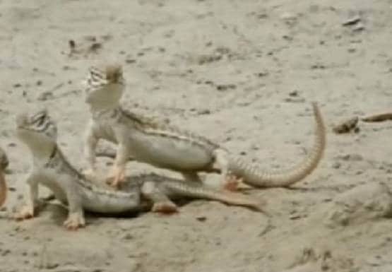 300 से ज्यादा सांडे छिपकलियों की हत्या, मर्दानगी बढ़ाता है इनका तेल