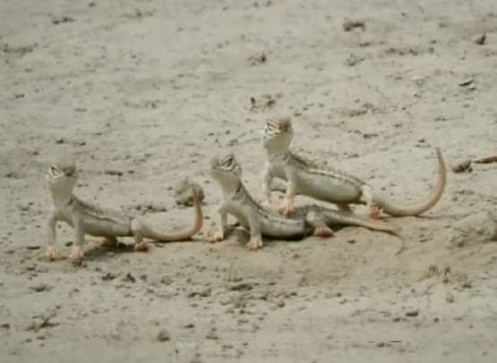 300 से ज्यादा सांडे छिपकलियों की हत्या, मर्दानगी बढ़ाता है इनका तेल