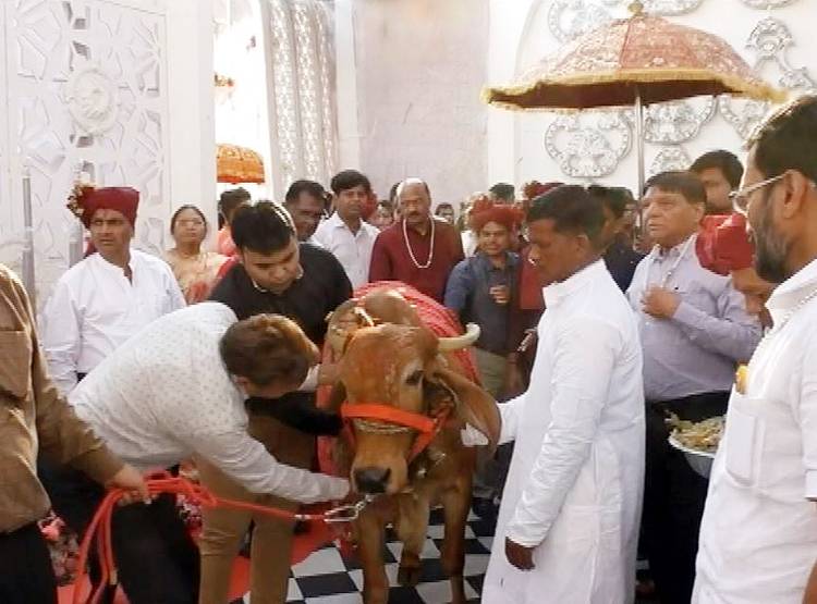 दूल्हे के हाथों में CAA की मेहंदी, बारात में गाय...गुजरात की अनोखी शादी