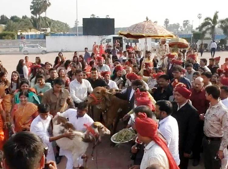 दूल्हे के हाथों में CAA की मेहंदी, बारात में गाय...गुजरात की अनोखी शादी