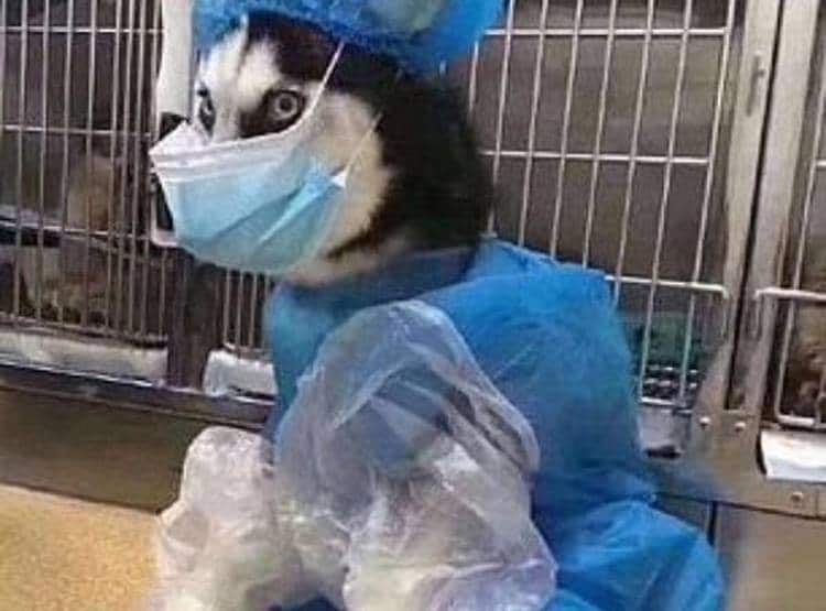 चीन में मास्क लगाकर कुत्ते-बिल्ली घुमा रहे हैं लोग, तस्वीरें वायरल