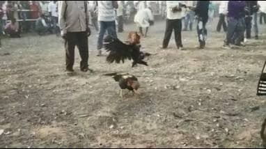 मुर्गों की लड़ाई में जीतने वाले मुर्गे के मालिक की क्यों गई जान?