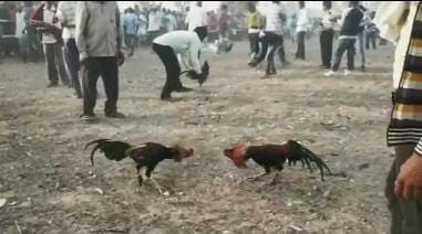 मुर्गों की लड़ाई में जीतने वाले मुर्गे के मालिक की क्यों गई जान?