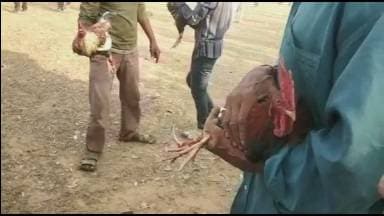 मुर्गों की लड़ाई में जीतने वाले मुर्गे के मालिक की क्यों गई जान?