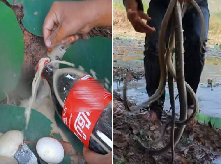 सांप के बिल में डाला कोल्डड्रिंक, निकले इतने सांप कि देखकर चौंक जाएंगे