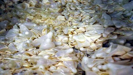 रेड में पकड़े गए 90 हजार नकली कंडोम के डिब्बे, जखीरा देख अफसर हैरान