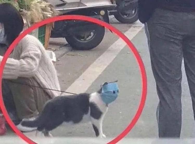 चीन में मास्क लगाकर कुत्ते-बिल्ली घुमा रहे हैं लोग, तस्वीरें वायरल
