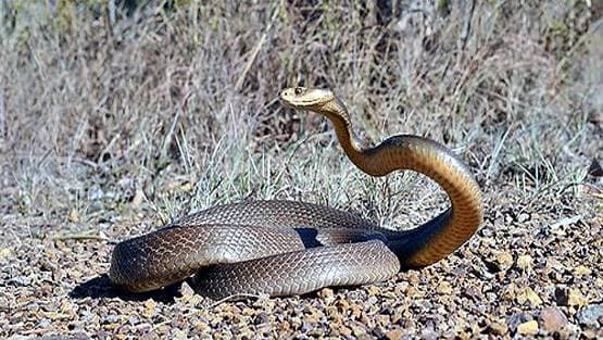 मेंढक चबा गया दुनिया का सबसे जहरीला सांप, तस्वीरें देख हो जाएंगे दंग