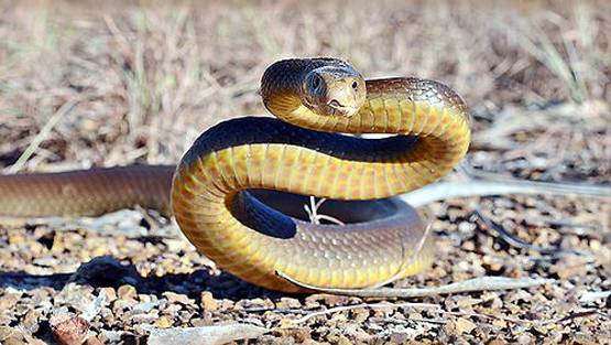 मेंढक चबा गया दुनिया का सबसे जहरीला सांप, तस्वीरें देख हो जाएंगे दंग