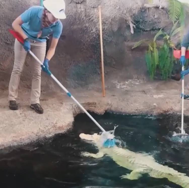 सफेद मगरमच्छ के ठाठ...हर दिन ब्रश से सफाई, खास खातिरदारी भी