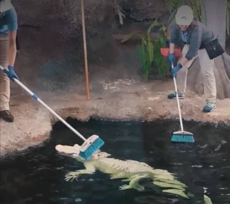 सफेद मगरमच्छ के ठाठ...हर दिन ब्रश से सफाई, खास खातिरदारी भी