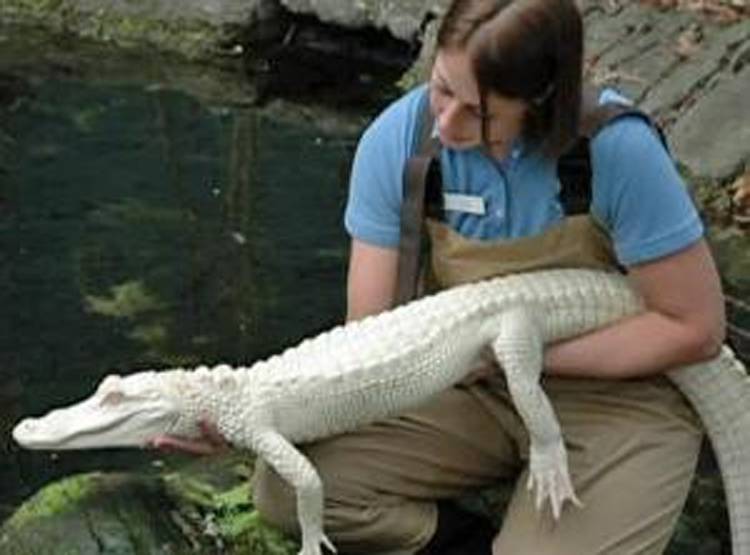 सफेद मगरमच्छ के ठाठ...हर दिन ब्रश से सफाई, खास खातिरदारी भी