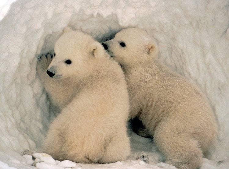 ग्लोबल वॉर्मिंग के भयानक परिणाम, अपने ही बच्चों को खा रहे पोलर बियर