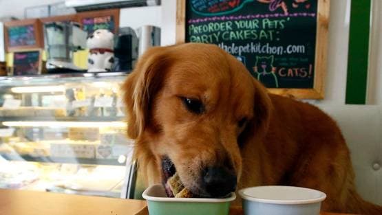 12,000 KM दूर से आकर गंगा में विसर्जित की कुत्ते की अस्थियां