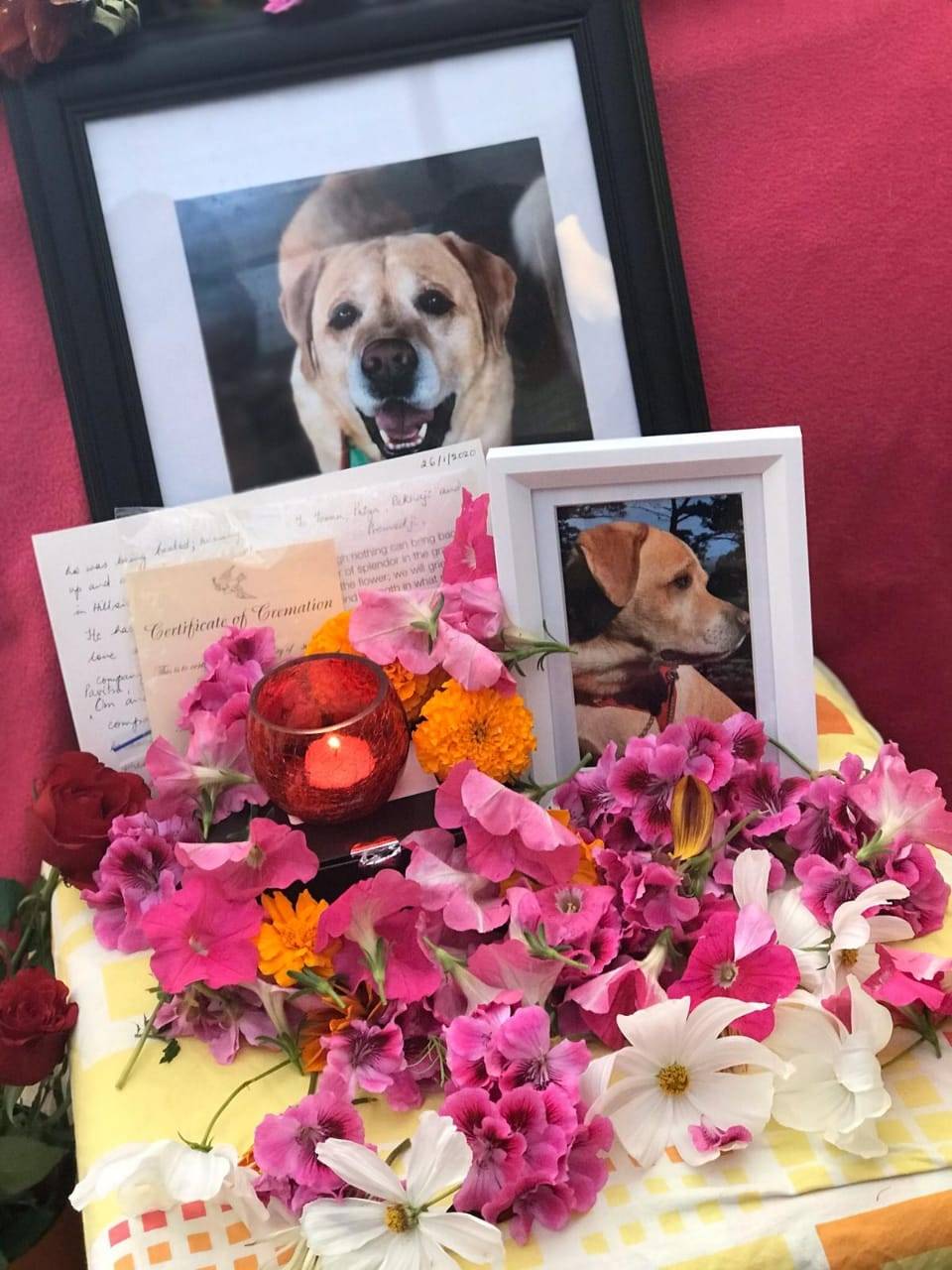 12,000 KM दूर से आकर गंगा में विसर्जित की कुत्ते की अस्थियां