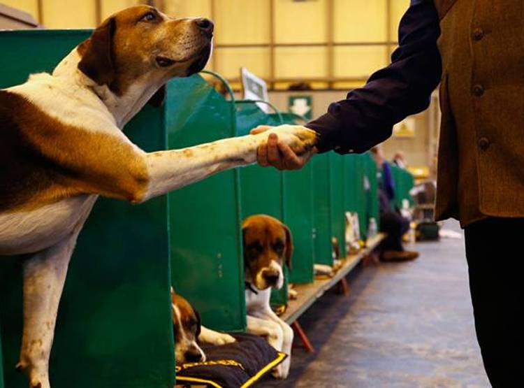 वाराणसी नगर निगम का फरमान, कुत्तों को भी मिलेगा अपना आई कार्ड