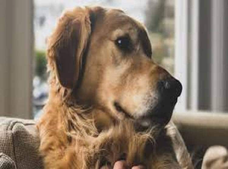 जिंदा इंसान को मारकर खा गए आदमखोर कुत्ते, शव देख कांप उठे लोग