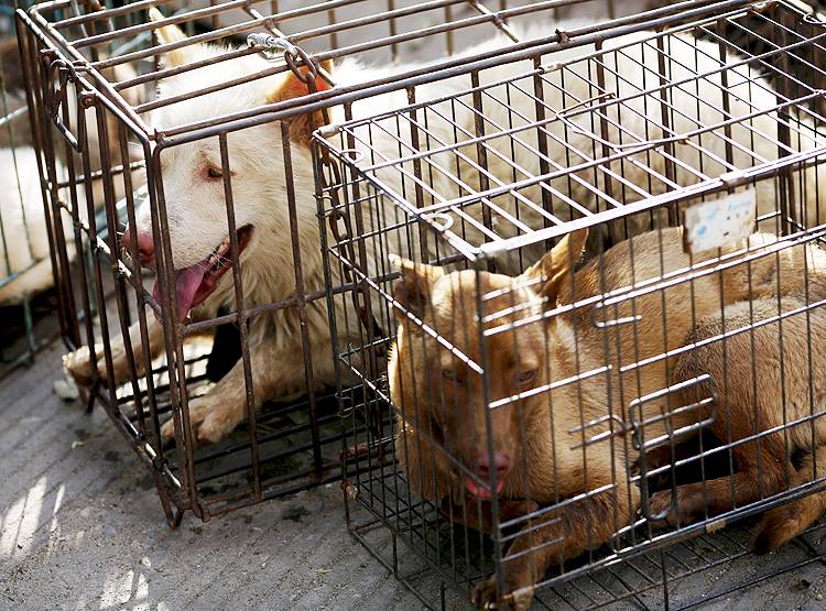 कोरोना से सबक नहीं, चीन में अब भी कुत्तों को जिंदा भूनकर खा रहे लोग