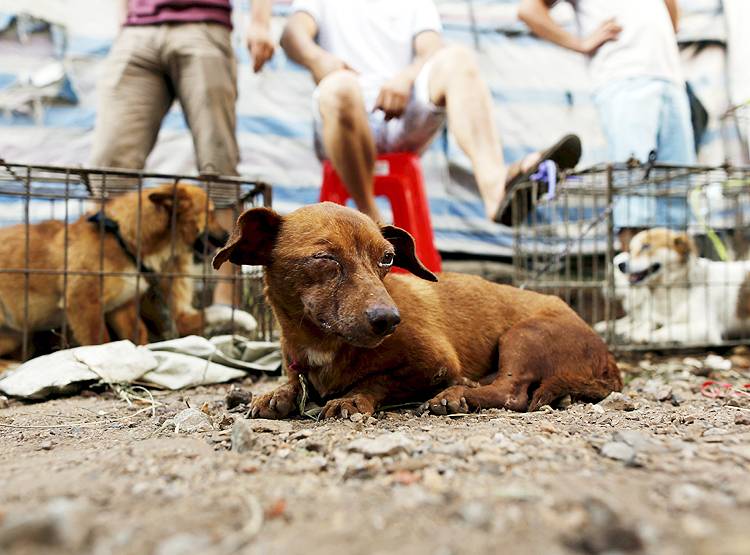 कोरोना से सबक नहीं, चीन में अब भी कुत्तों को जिंदा भूनकर खा रहे लोग