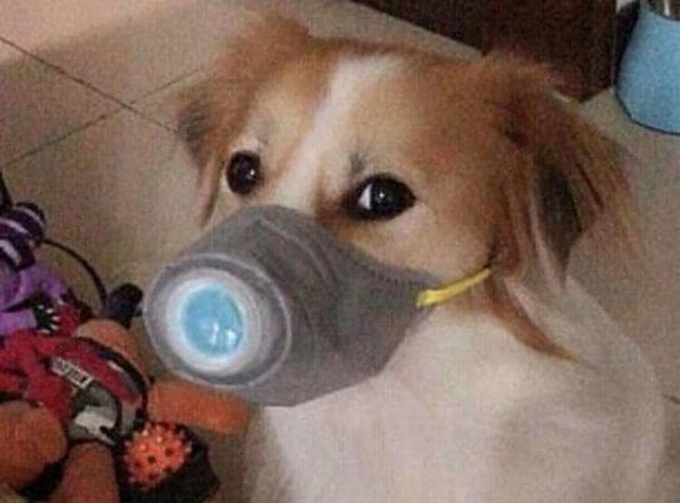 चीन में मास्क लगाकर कुत्ते-बिल्ली घुमा रहे हैं लोग, तस्वीरें वायरल