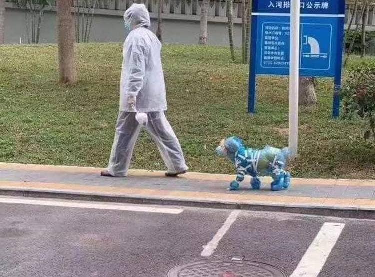 चीन में मास्क लगाकर कुत्ते-बिल्ली घुमा रहे हैं लोग, तस्वीरें वायरल