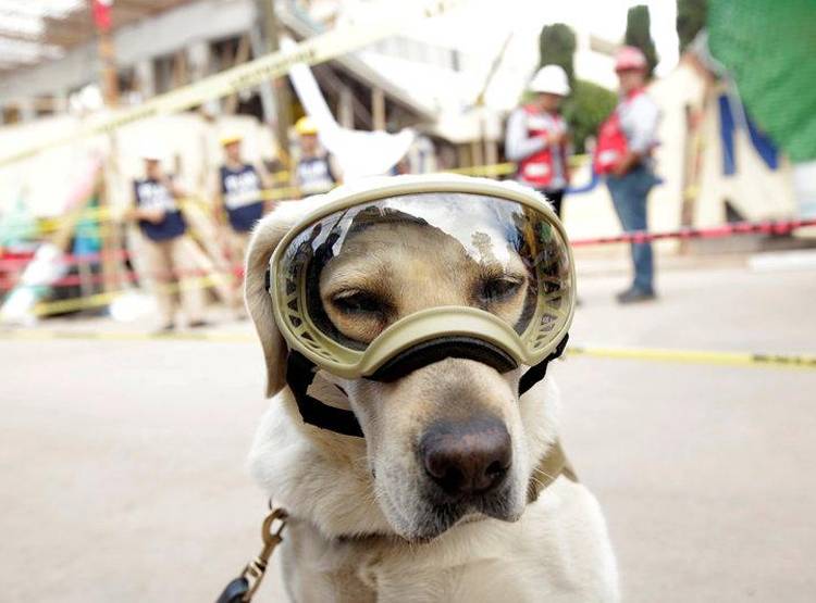 वाराणसी नगर निगम का फरमान, कुत्तों को भी मिलेगा अपना आई कार्ड