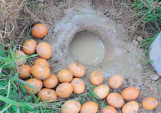 सूखी जमीन में डाले देसी अंडे, फिर निकली इतनी मछलियां कि सब हैरान