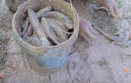 सूखी जमीन में डाले देसी अंडे, फिर निकली इतनी मछलियां कि सब हैरान