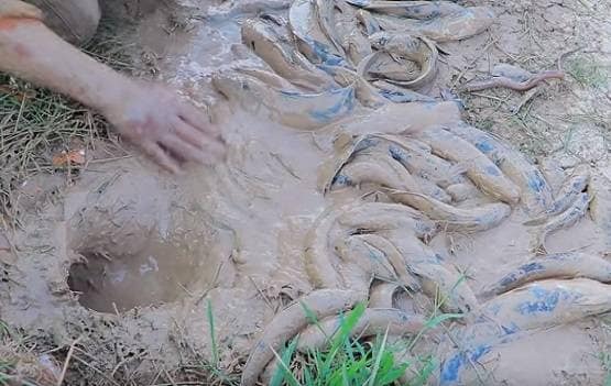 सूखी जमीन में डाले देसी अंडे, फिर निकली इतनी मछलियां कि सब हैरान