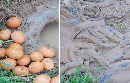 सूखी जमीन में डाले देसी अंडे, फिर निकली इतनी मछलियां कि सब हैरान