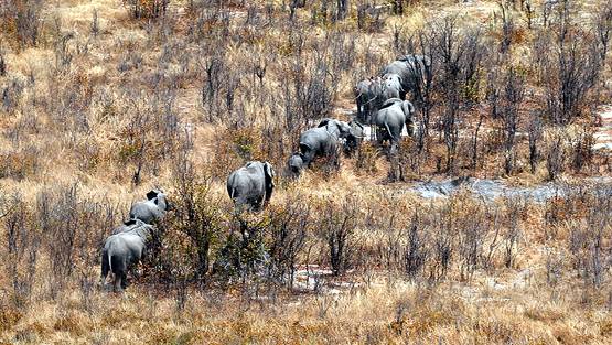 इस देश ने दिया हाथियों की हत्या का आदेश, 1 हाथी की कीमत 31 लाख