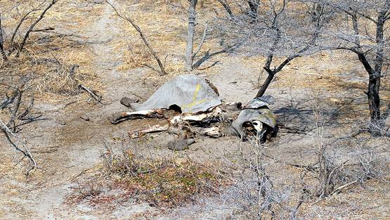 इस देश ने दिया हाथियों की हत्या का आदेश, 1 हाथी की कीमत 31 लाख