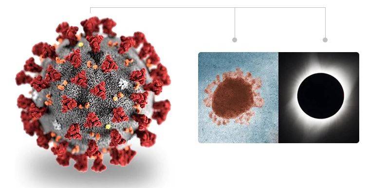 आपने देखी कोरोना वायरस की असली तस्वीर, माइक्रोमीटर का है 1000वां हिस्सा