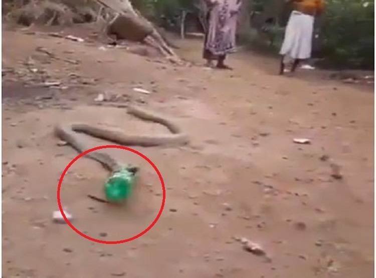 शिकार समझ कर कोबरा ने निगल ली बोतल, पड़े जान के लाले
