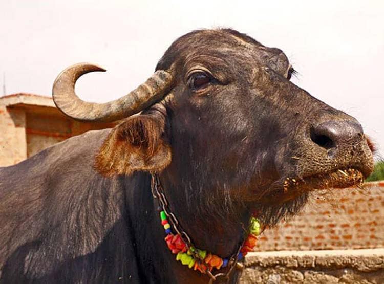 चोरी के डर से किसान ने 51 लाख में बेच दी वर्ल्ड रिकॉर्ड बनाने वाली भैंस