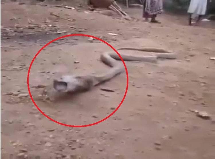 शिकार समझ कर कोबरा ने निगल ली बोतल, पड़े जान के लाले